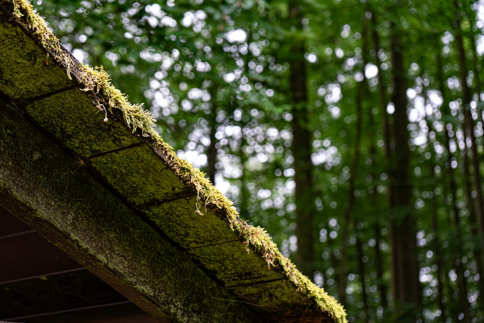 Roof shingles covered in black streaks and moss before cleaning